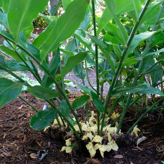 Image of Zingiber mioga 'Lushan Gold' taken at Juniper Level Botanic Gdn, NC by JLBG
