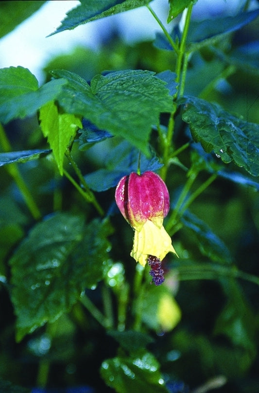 Image of Abutilon 'Big Bell'|Juniper Level Botanic Gdn, NC|JLBG