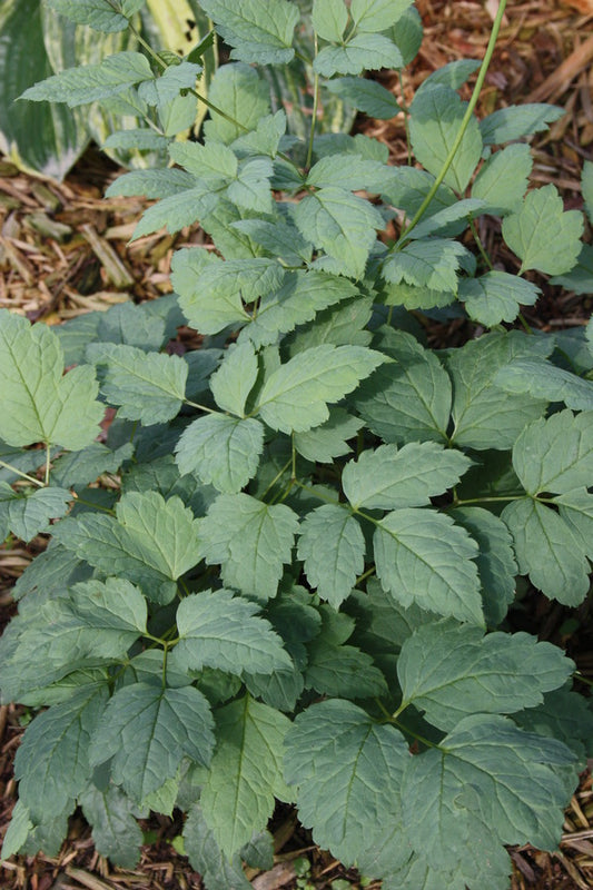 Image of Actaea pachypoda 'Misty Blue'|Walters Gardens, MI|
