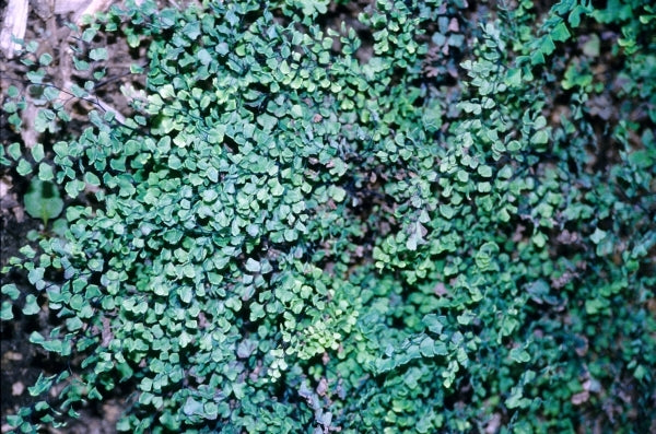 Image of Adiantum capillus-veneris 'Michigan Hardy'|Juniper Level Botanic Gdn, NC|JLBG