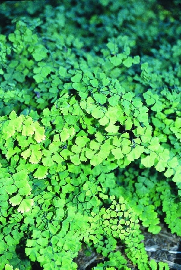 Image of Adiantum capillus-veneris 'Stone Mountain'|Juniper Level Botanic Gdn, NC|JLBG