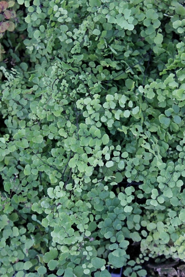 Image of Adiantum tricholepis||