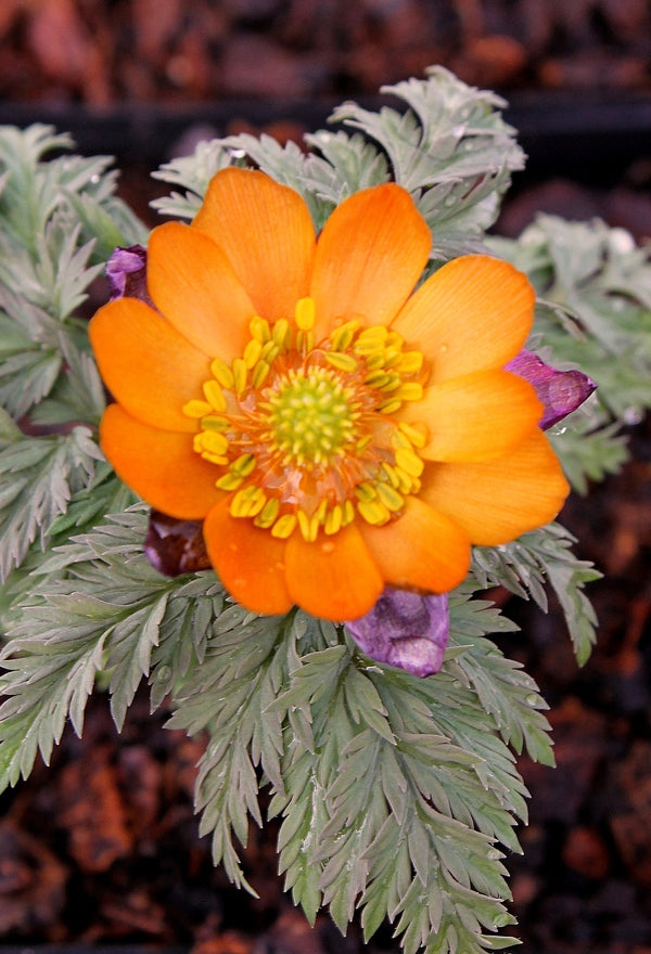 Image of Adonis 'Chichibu Beni'||