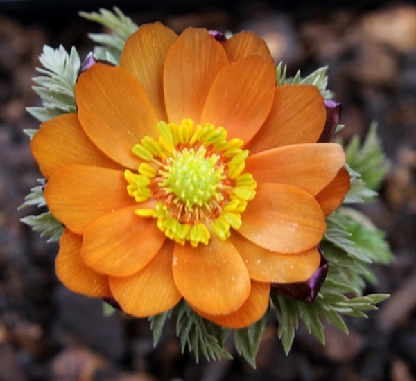 Image of Adonis 'Chichibu Beni'||