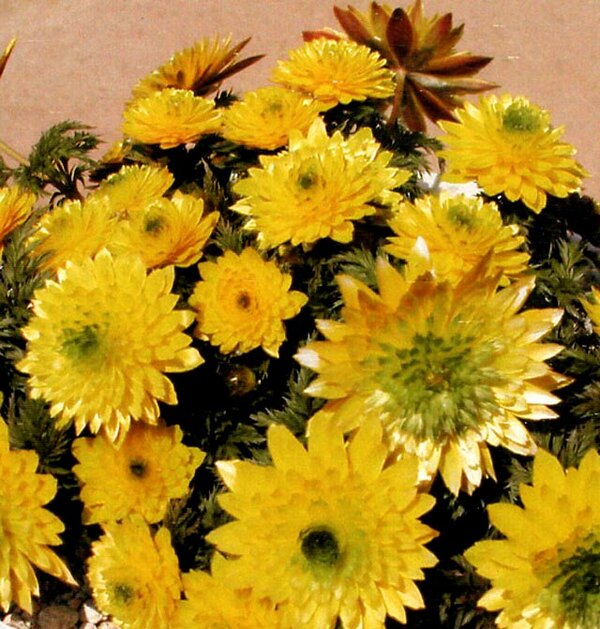 Image of Adonis amurensis 'Hanazono'|Shikoku Gardens Nursery, Japan|