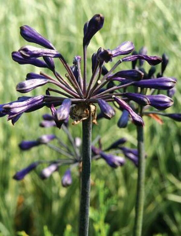 Image of Agapanthus 'Back in Black' PP 16,244|Juniper Level Botanic Gdn, NC|JLBG