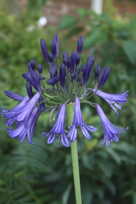 Image of Agapanthus 'Black Pantha'|Juniper Level Botanic Gdn, NC|JLBG