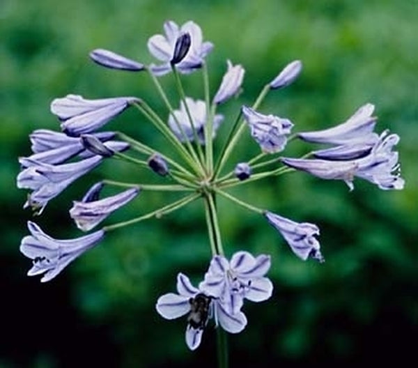 Image of Agapanthus 'Blue Globe'|Juniper Level Botanic Gdn, NC|JLBG