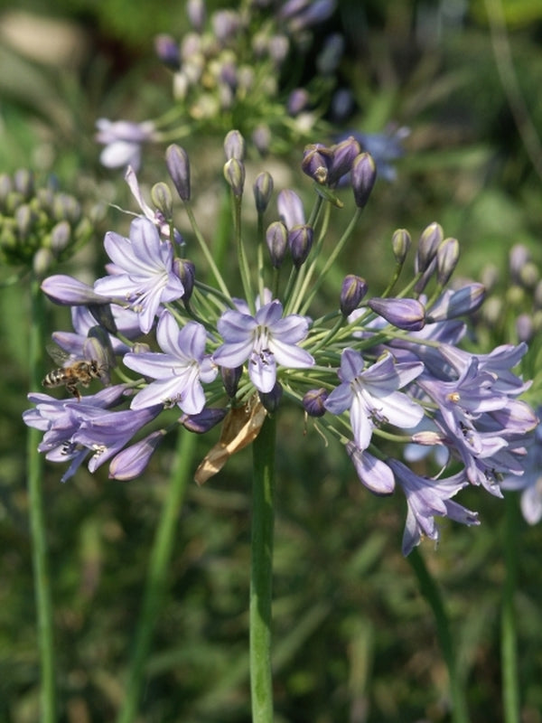 Image of Agapanthus 'Blue Globe'|Juniper Level Botanic Gdn, NC|JLBG