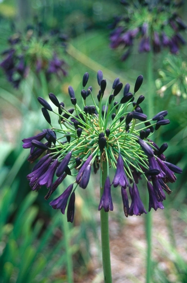 Image of Agapanthus inapertus 'Nigrescens'|Juniper Level Botanic Gdn, NC|JLBG