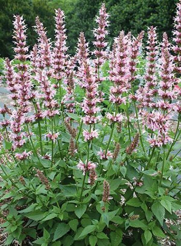 Image of Agastache 'Cotton Candy' PP 20,991|Juniper Level Botanic Gdn, NC|JLBG