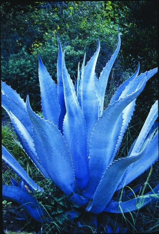 Image of Agave asperrima 'Coahuila'|McNeal Nsy, TX|