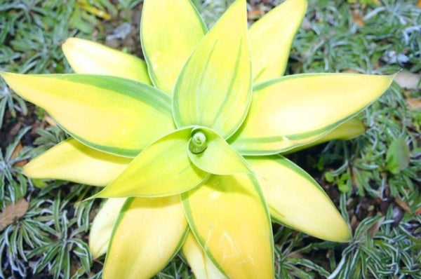 Image of Agave attenuata 'Kara's Stripes' PP 19,444|PlantHaven, CA|PlantHaven