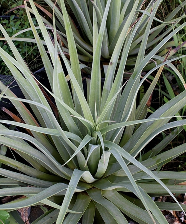 Image of Agave bracteosa 'Calamar'|McNeal Nsy, TX|