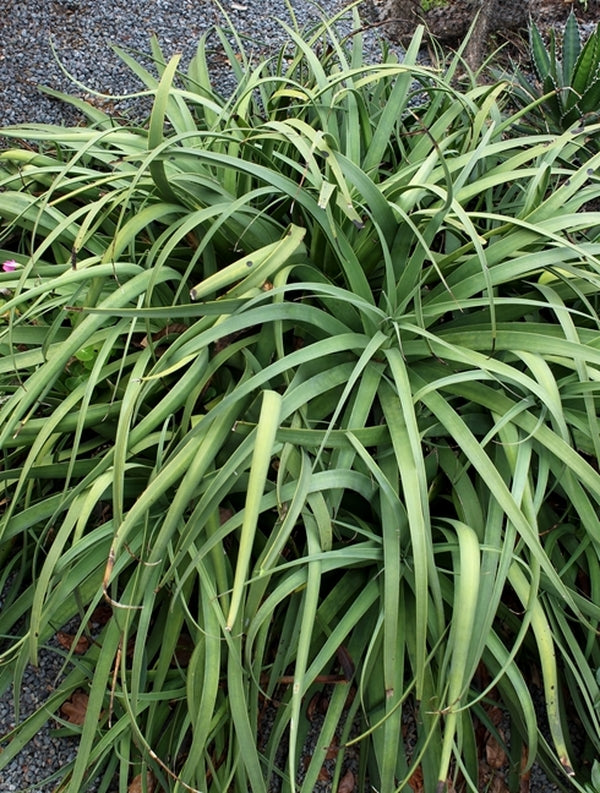 Image of Agave bracteosa||