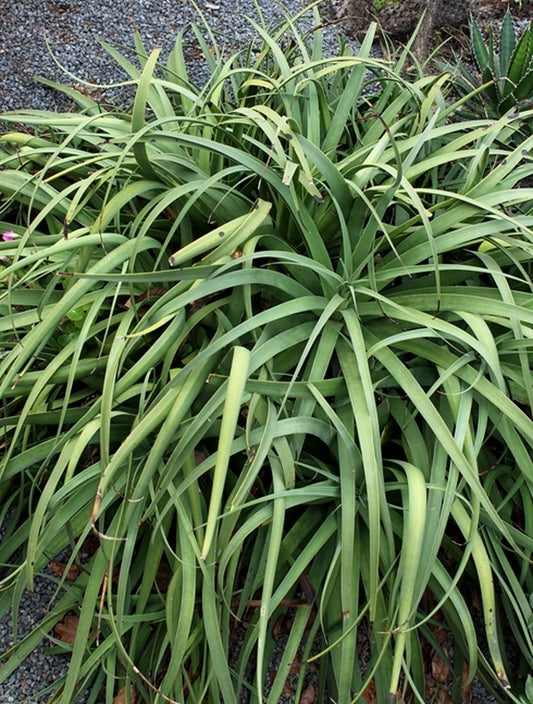 Image of Agave bracteosa||