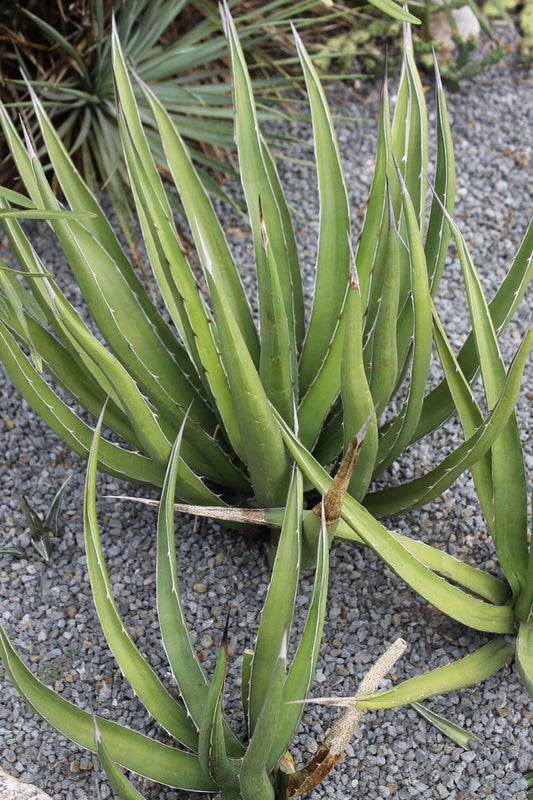 Image of Agave difformis 'Huntington'||