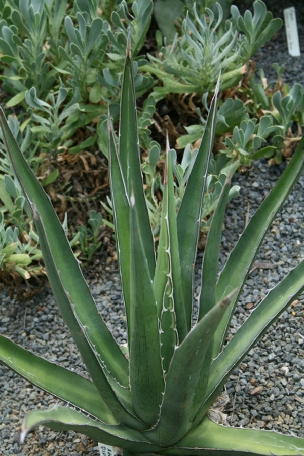 Image of Agave difformis|Juniper Level Botanic Gdn, NC|JLBG