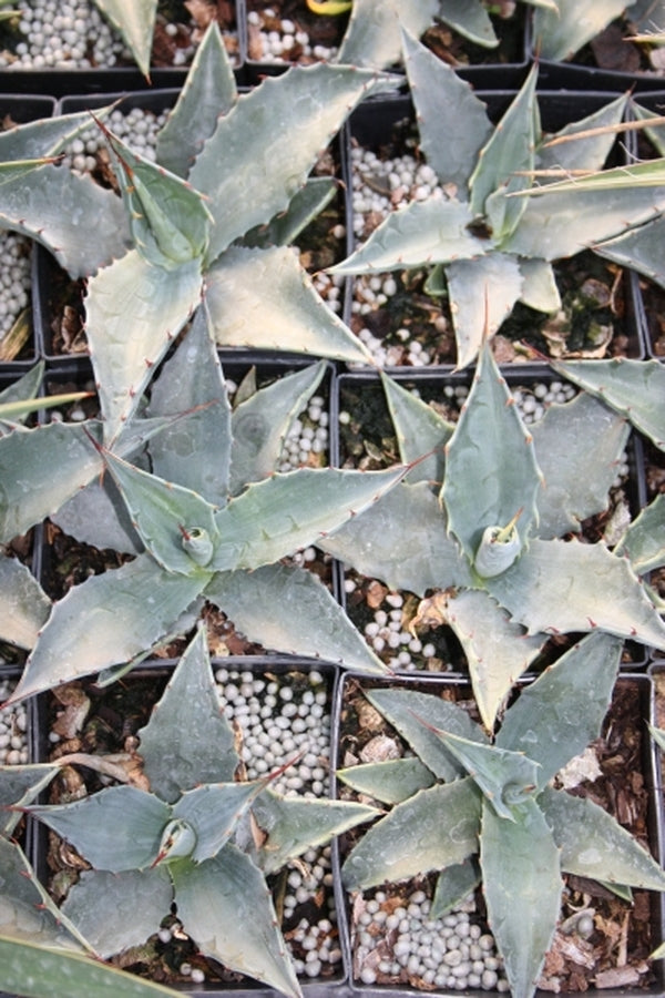 Image of Agave x gentana La Escondida (gentryi x montana)|Juniper Level Botanic Gdn, NC|JLBG