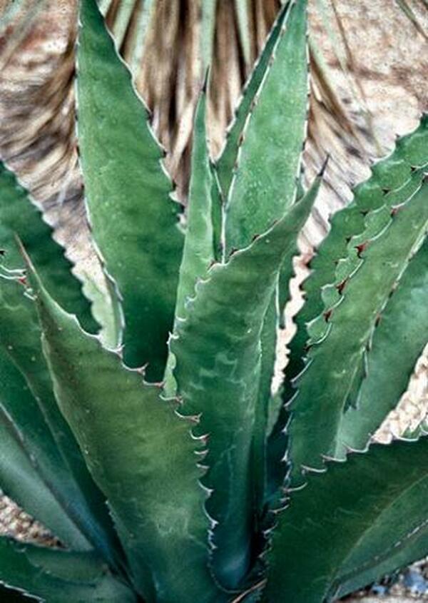 Image of Agave gentryi 'Jaws'|Peckerwood Gdn, TX|