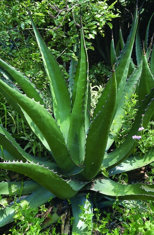 Image of Agave gentryi|Juniper Level Botanic Gdn, NC|JLBG
