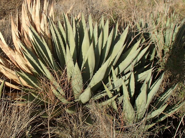 Image of Agave x gracilipes 'Culberson Kids'||K. Seth