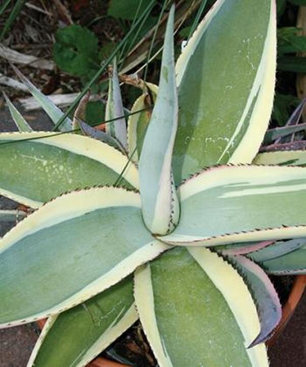 Image of Agave guiengola 'Creme Brulee'taken at Juniper Level Botanic Gdn, NC by JLBG