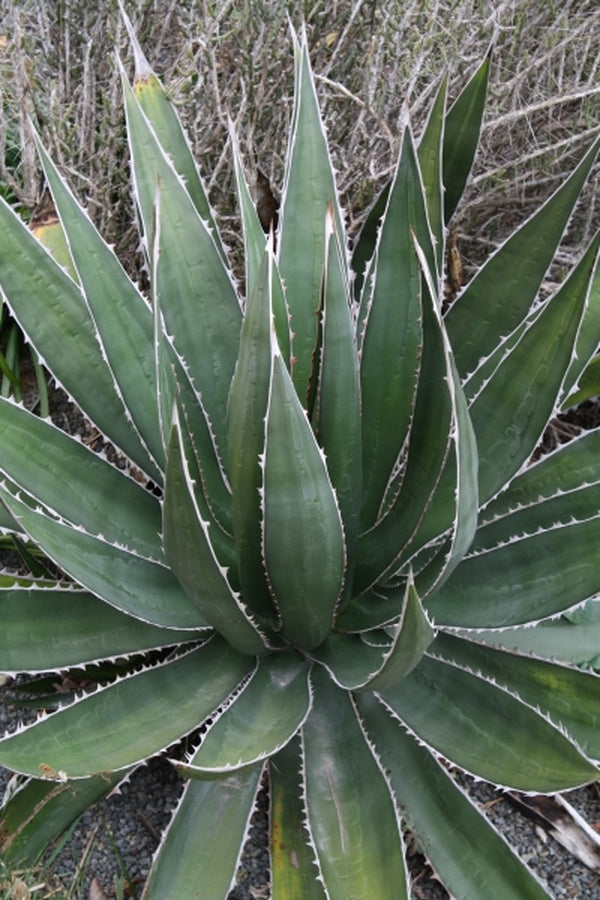 Image of Agave horrida ssp. perotensis San Luis Potosi form|Juniper Level Botanic Gdn, NC|JLBG
