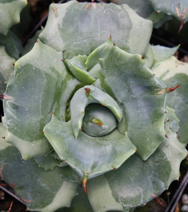 Image of Agave isthmensis 'Ohi Raijin Fukurin Nishiki'|Juniper Level Botanic Gdn, NC|JLBG