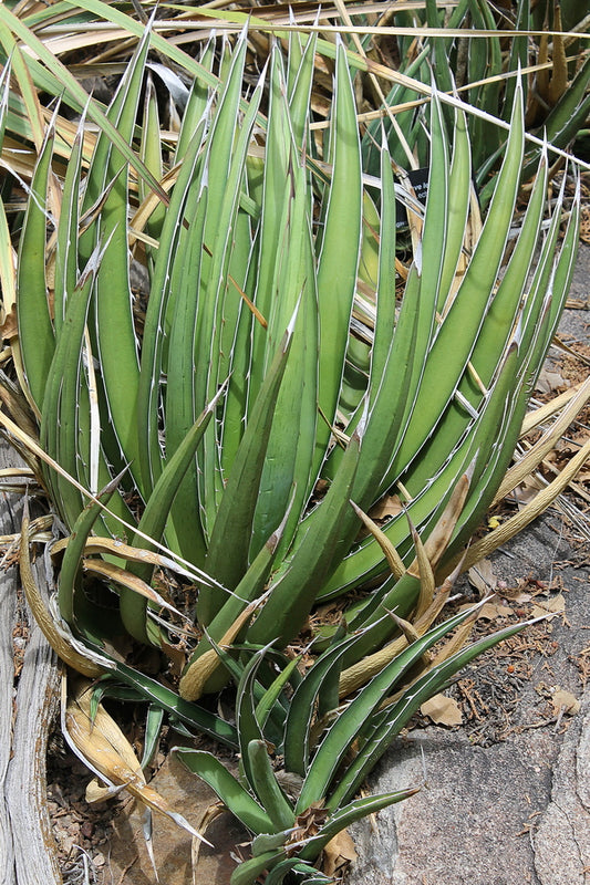Image of Agave lechuguilla 'El Paso'|Huntington Gdn, CA|