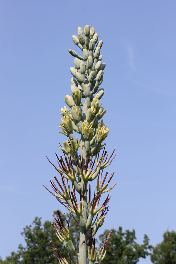 Image of Agave x lechuphantha ||