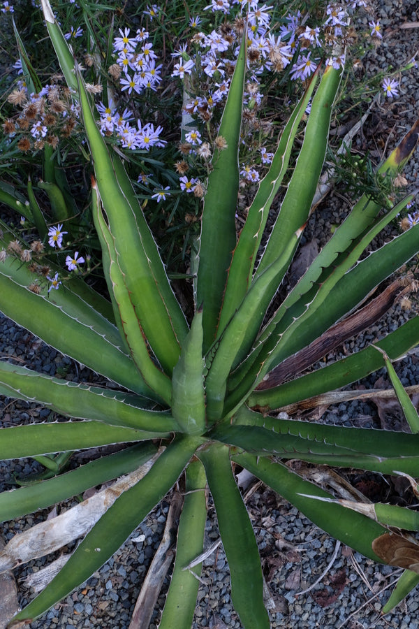 Image of Agave x lechuphantha ||