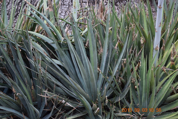 Image of Agave lophantha var. caerulescens |Huntington Botanic Garden|