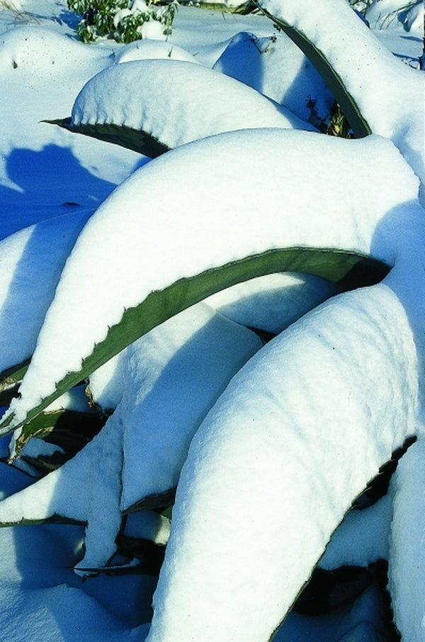 Image of Agave macroculmis|Juniper Level Botanic Gdn, NC|JLBG