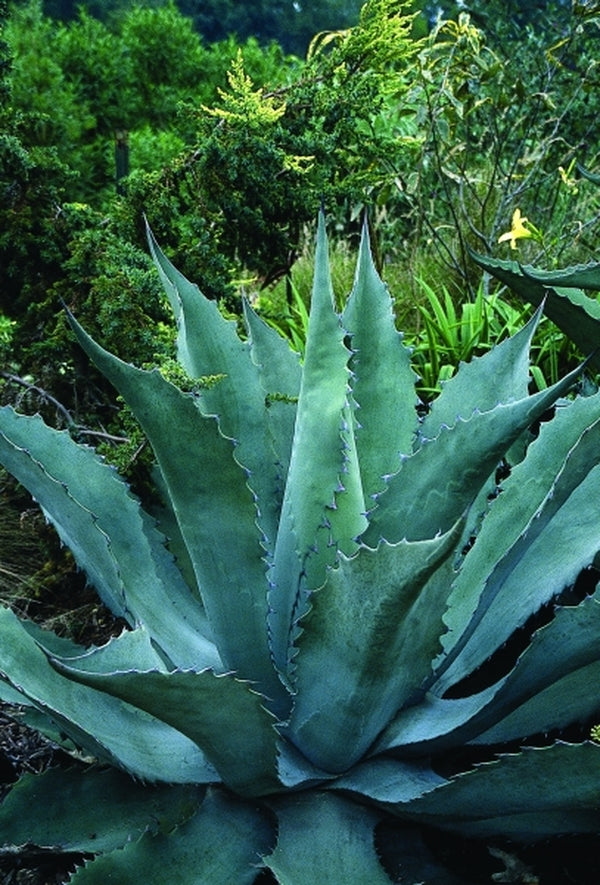 Image of Agave macroculmis|Juniper Level Botanic Gdn, NC|JLBG