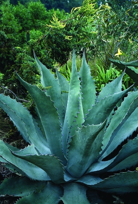 Image of Agave macroculmis|Juniper Level Botanic Gdn, NC|JLBG