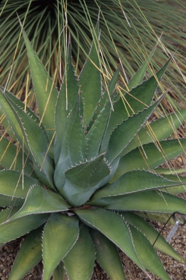 Image of Agave montana|Peckerwood Gdn, TX|