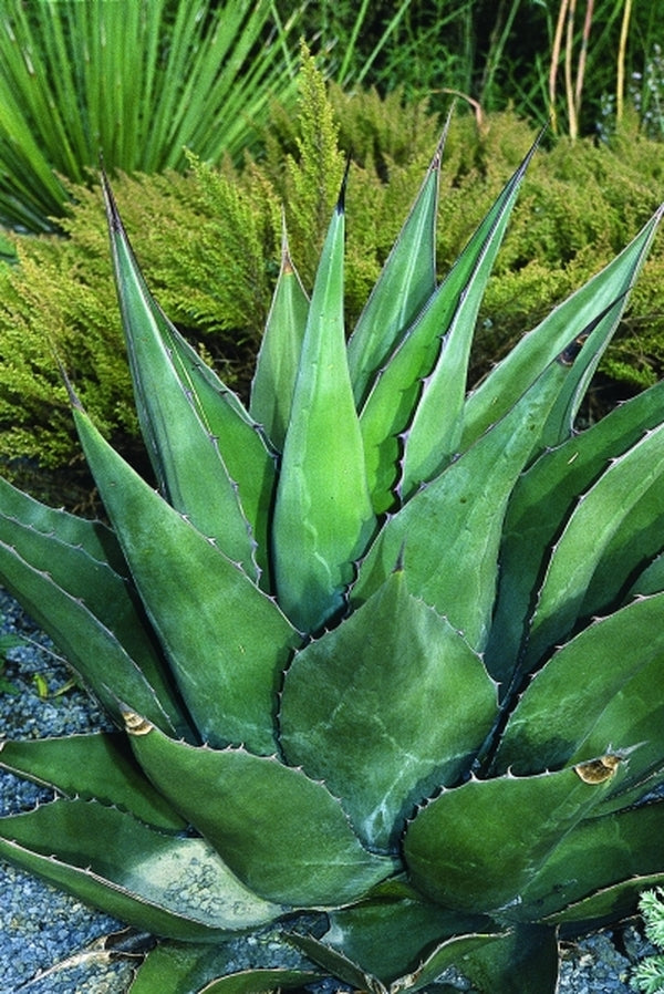 Image of Agave montana|Juniper Level Botanic Gdn, NC|JLBG
