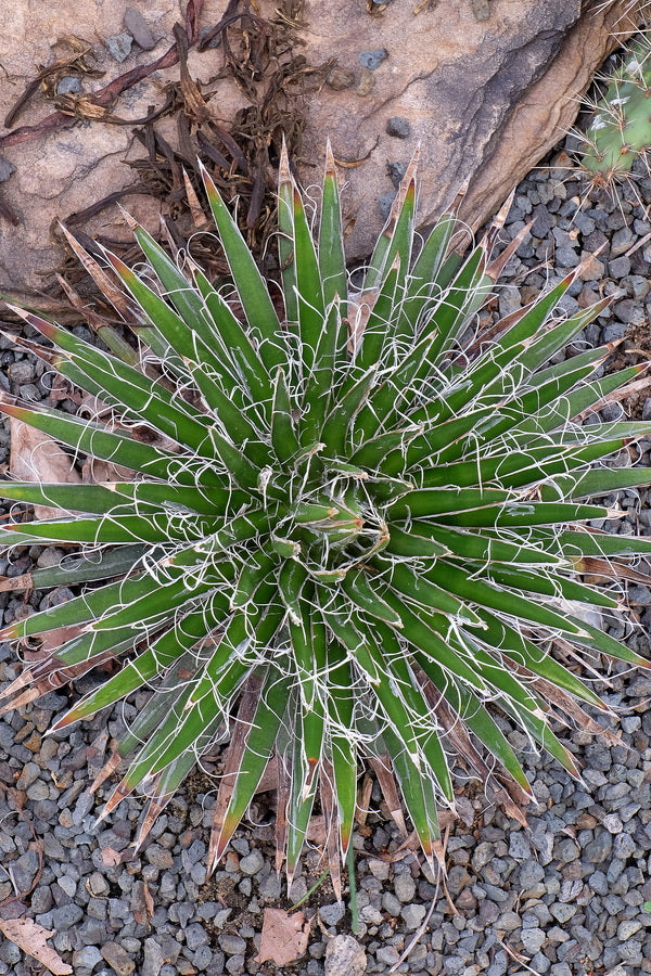 Image of Agave multifilifera 'Basaseachic Falls'|Juniper Level Botanic Gdn, NC|JLBG