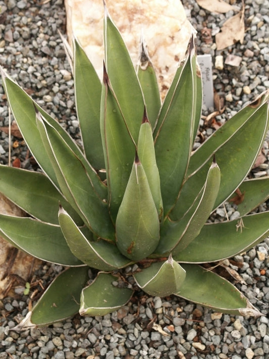 Image of Agave x nickuilla 'Pointed Traveler'|Juniper Level Botanic Gdn, NC|JLBG