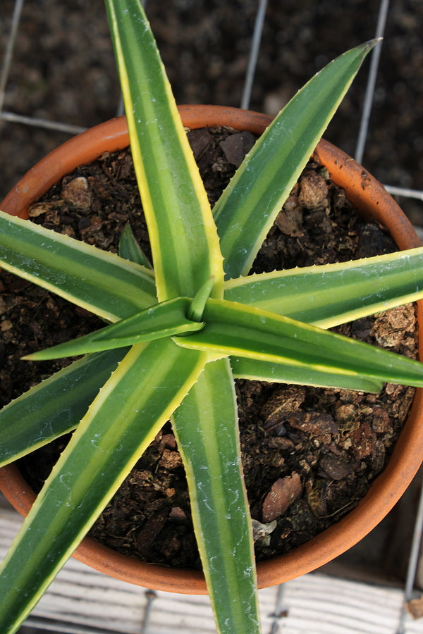 Image of Agave nizandensis 'Double Stripe'|Juniper Level Botanic Gdn, NC|JLBG