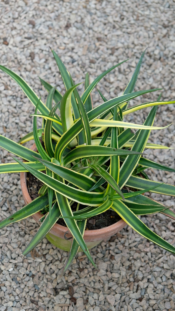 Image of Agave nizandensis 'Double Stripe'|Juniper Level Botanic Gdn, NC|JLBG