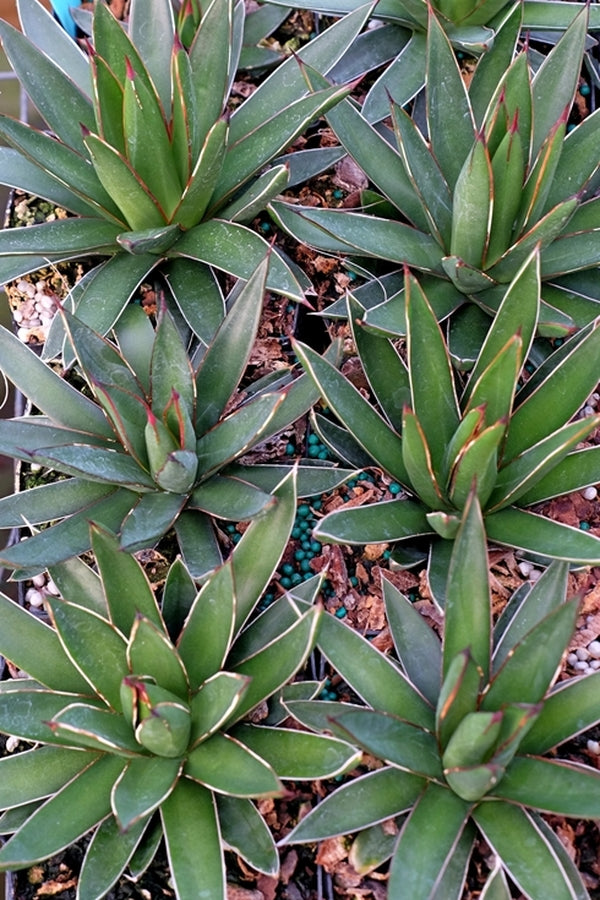 Image of Agave x ocareginae 'Oh Victory'||