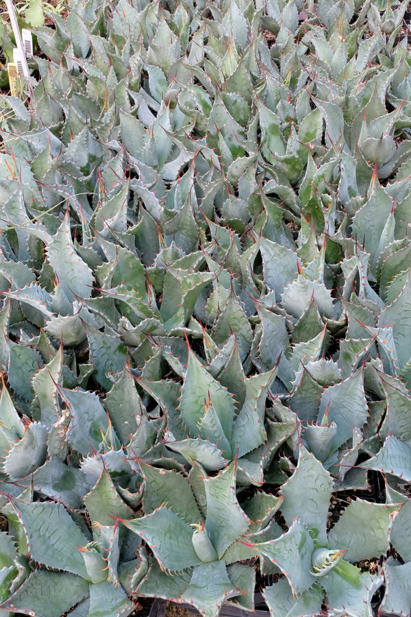 Image of Agave x ovatispina 'Blue Rapture'|Juniper Level Botanic Gdn, NC|JLBG
