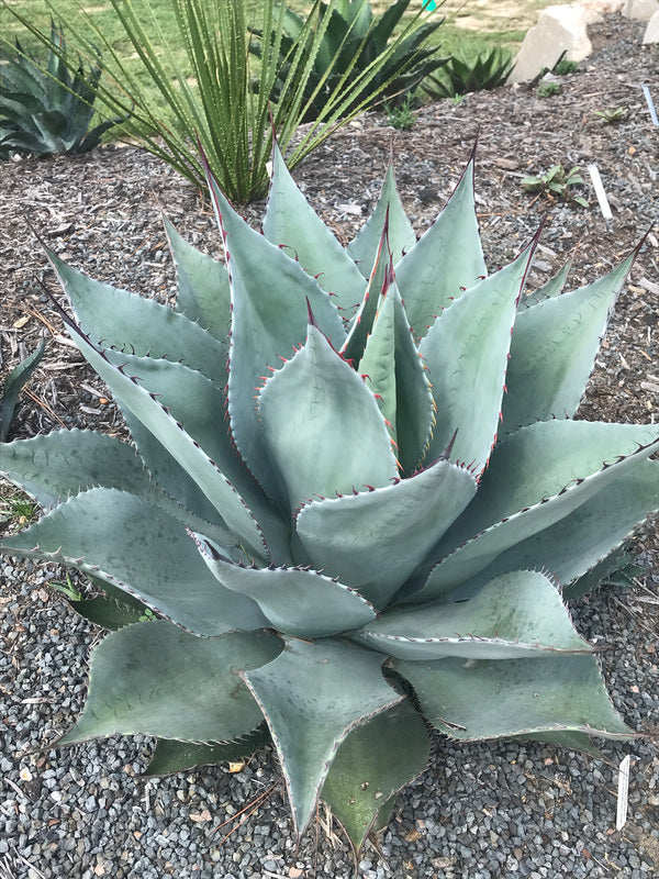 Image of Agave x ovatispina 'Blue Rapture'|Juniper Level Botanic Gdn, NC|C. Hardison