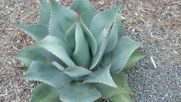 Image of Agave x ovatispina 'Blue Rapture'|Juniper Level Botanic Gdn, NC|JLBG