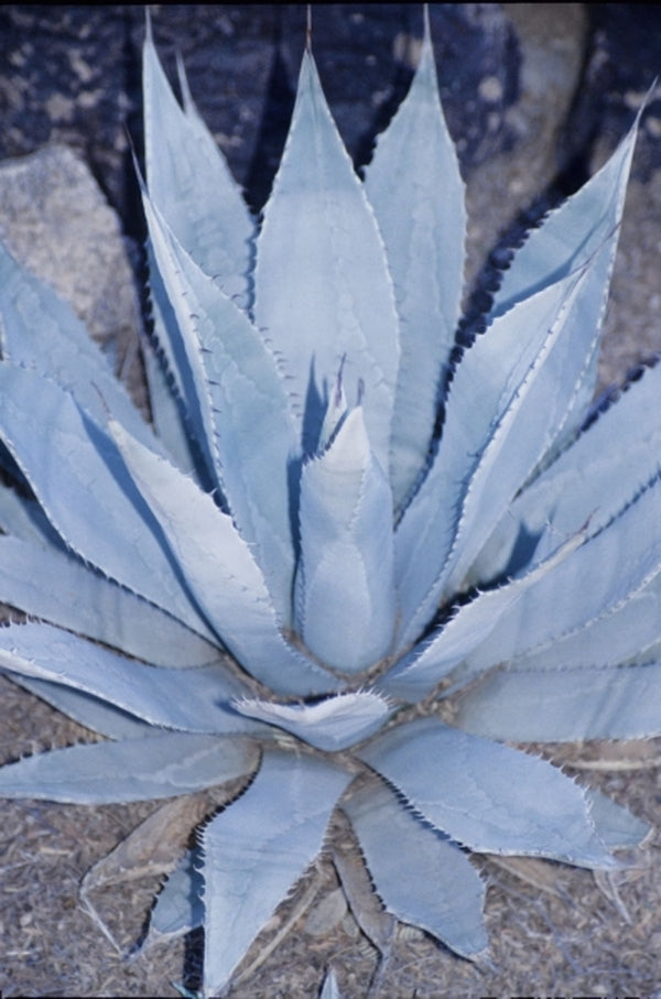 Image of Agave palmeri|Desert Botanic Gdn, AZ|