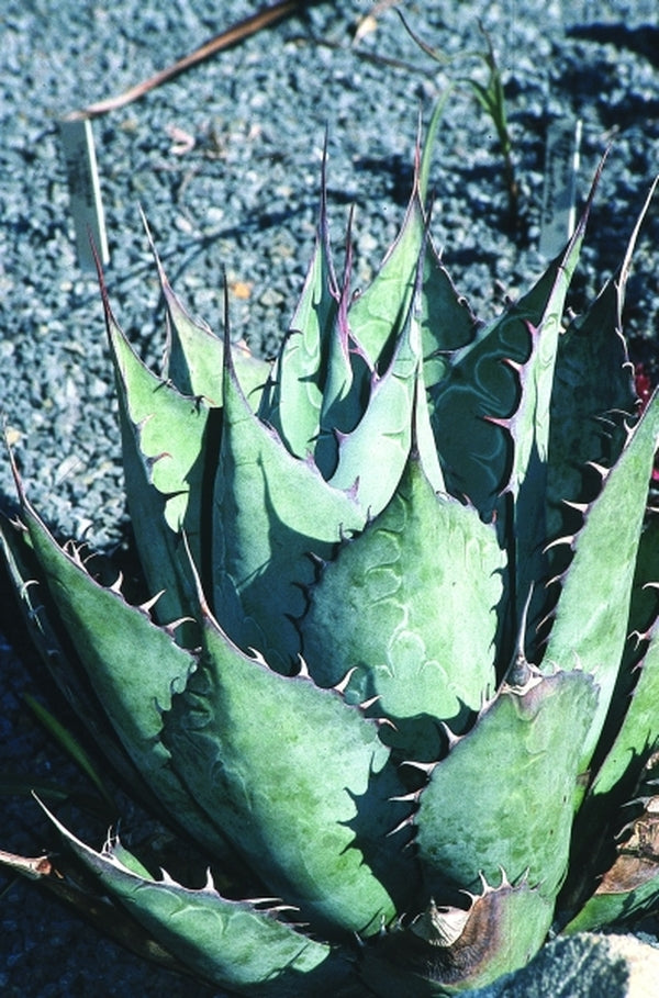 Image of Agave parrasana 'Meat Claw'|Juniper Level Botanic Gdn, NC|JLBG