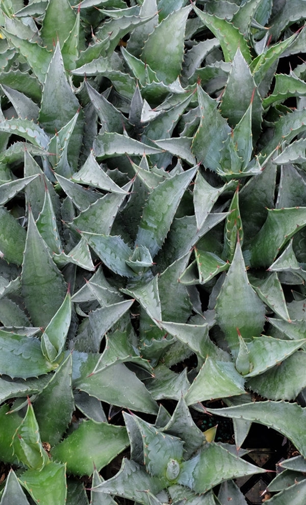 Image of Agave x pseudoferox 'Bluebell Giants'|Juniper Level Botanic Gdn, NC|JLBG