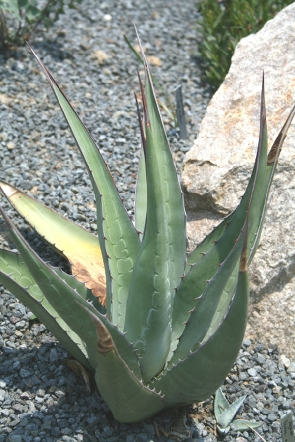 Image of Agave salmiana var. ferox x asperrima|Juniper Level Botanic Gdn, NC|JLBG